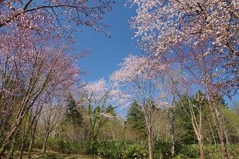 神居尻・桜の森.jpg