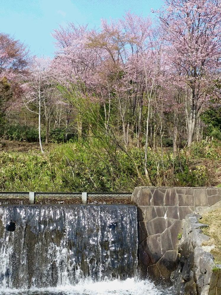 桜(鯉の池20180512_152306.jpg